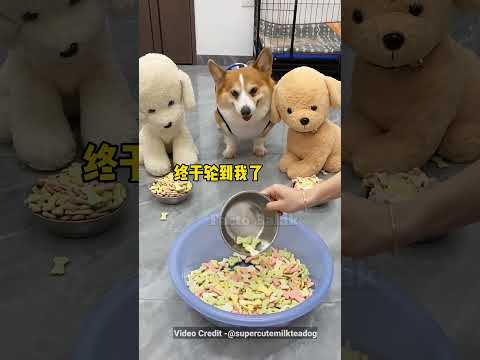 तीन कुत्तों का खाना 🐕| cute funny puppy | puppy with balloons #cutepuppy #cutepuppies