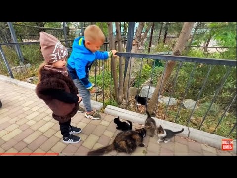 Ангелина ЗАЩИЩАЕТ и КОРМИТ лунных котят! Мы в шоке - котят УЖЕ ШЕСТЕРО, откуда?