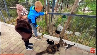 видео