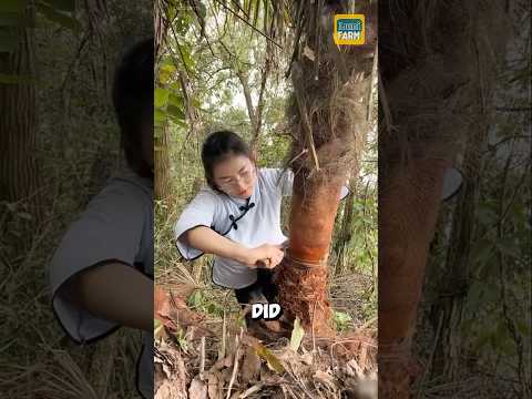 How Chinese people turn palm leaves into shoe insoles #palm #shorts