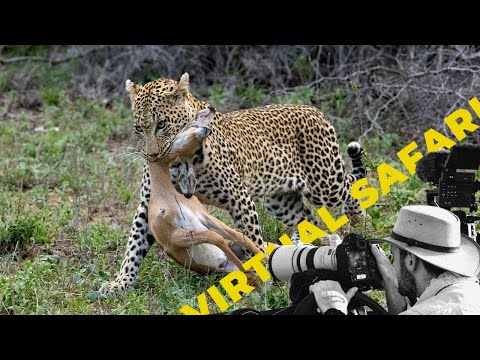 EPIC Double Leopard Hunt Leaves Mother SURPRISED- Virtual Safari #253