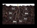 Soil Composition and Functions