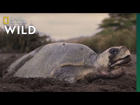 YouTube video thumbnail: Sea Turtles Nest in Costa Rica