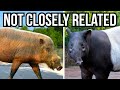 Animal Adaptations and Evolutionary Traits