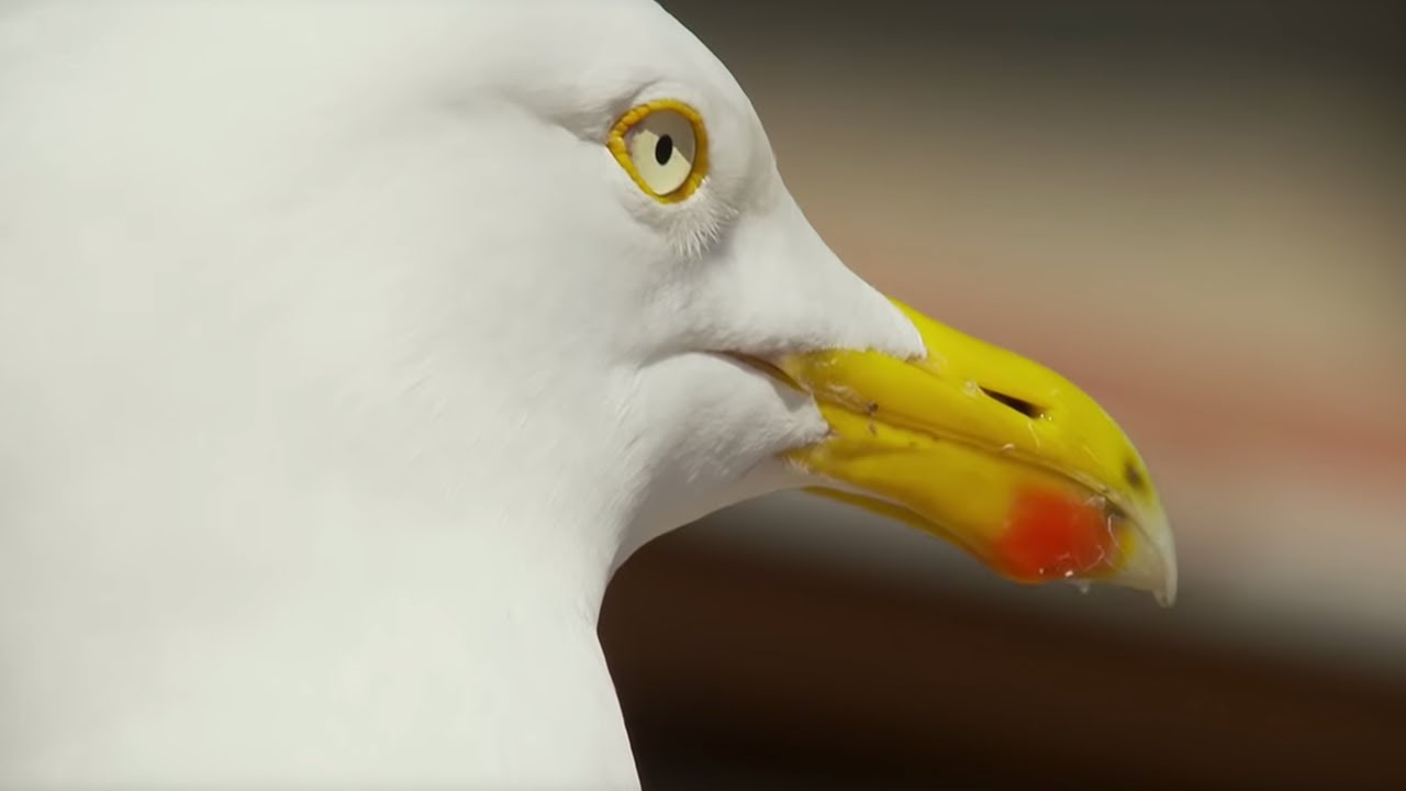 Seagull Sandwich Thief BBC Earth
