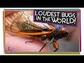 Cicada Sounds and Characteristics Quiz