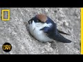 Animal Behavior and Adaptations