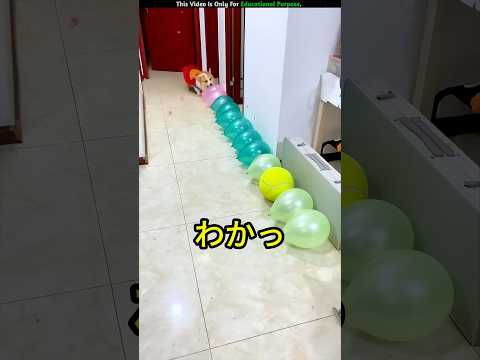 Hが風船を全部うんちしちゃった！ #shorts