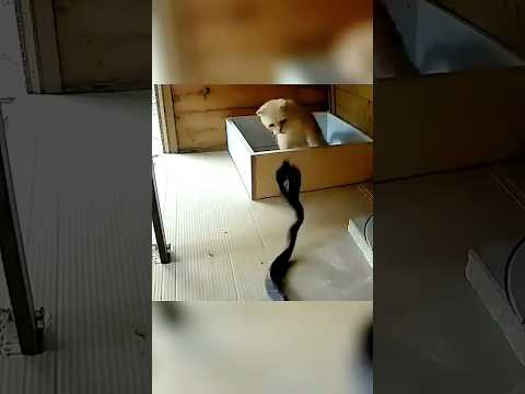 Cat's Incredible Speed vs Cobra's Deadly Strike?