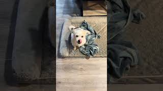 Selective Eating#dog #dogshorts #doglife