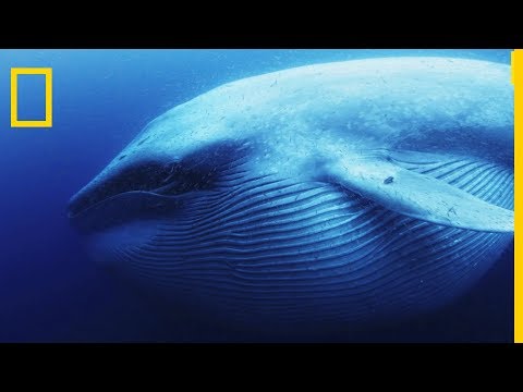 La baleine bleue est le plus grand tous les animaux