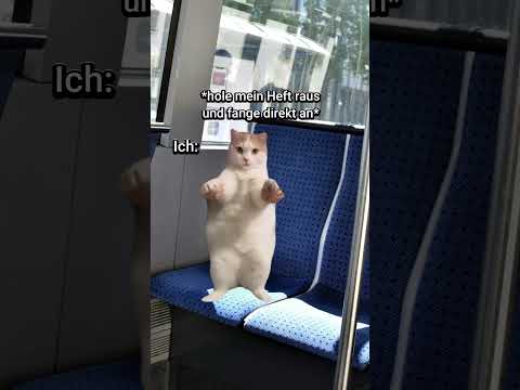 POV: Du hast die Hausaufgaben vergessen😱 #katzenvideos #katze #lustig #shorts #schule