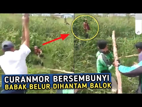 CURANMOR APES 2024 !! Maling ini melarikan diri ke semak semak ! Auto Dihantam balok
