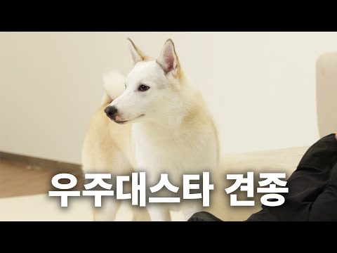 인간보다 먼저 우주로 간 러시아 발바리 | 견종백과 라이카편