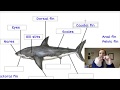 Shark Anatomy and Adaptations