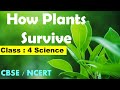 Plant Adaptations and Characteristics
