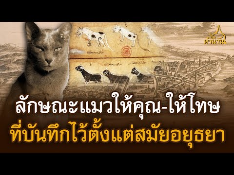 เปิดลักษณะแมวที่ให้คุณและให้โทษ ที่บันทึกไว้ตั้งแต่สมัยอยุธยา | เปิดตำนาน