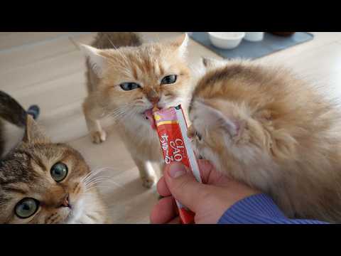 Cute cats that forget themselves when they see a treat in front of them.