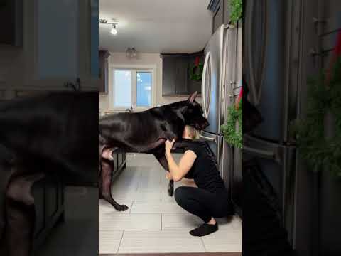 Great Dane Is Taller Than Human || ViralHog