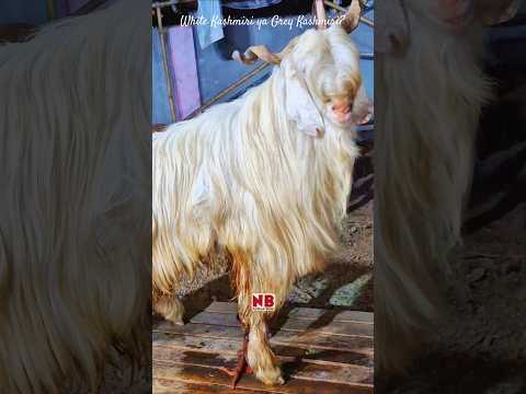 Kashmiri Bakre โฅ๏ธ๐ #bakraeid #bakraeid2025 #bakraeidspecial #bakra #goats #trending #biggoats
