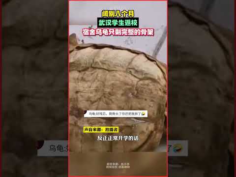 長假回歸:武漢學生意外發現宿舍烏龜變為骨架,網友戲稱“成為標本了”