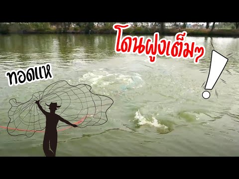 ทอดแห โดนฝูง ปลาบึกเต็มๆ | เด็กตกปลา