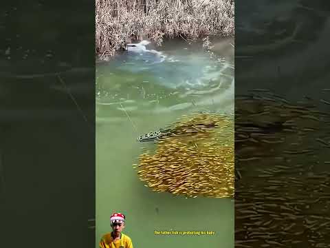 Parents protect their young  #gofishing #fishing #fishng