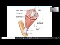 Exploring the Muscular System: Anatomy Chapter 6, Part 1