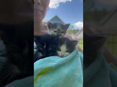 CAT DISTRIBUTION SYSTEM?! #cats #voiceover #kitten