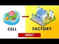 Cell Organelles and Their Functions