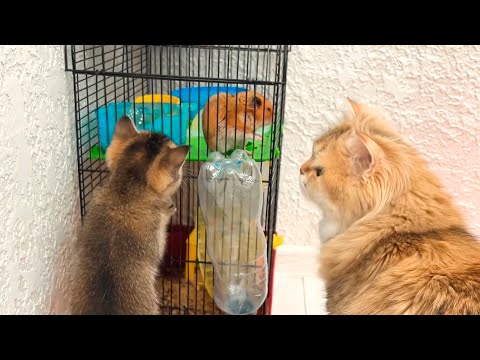 Mama cat introduces her kittens to a hamster! Adorable first meeting!