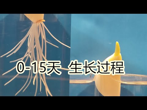 【芝麻世界】植物生长過程|蒜| - YouTube(3:00)