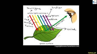 How do we See Colors of an Object?