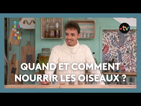 Quand et comment nourrir les oiseaux des jardins ?