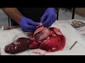 Human Anatomy and Physiology Concepts