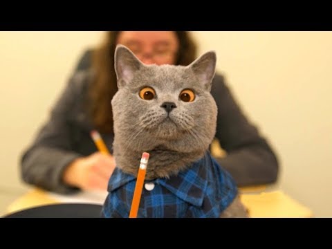 Aaron's Animals New Ultimate Funny Compilation || FunnyVines