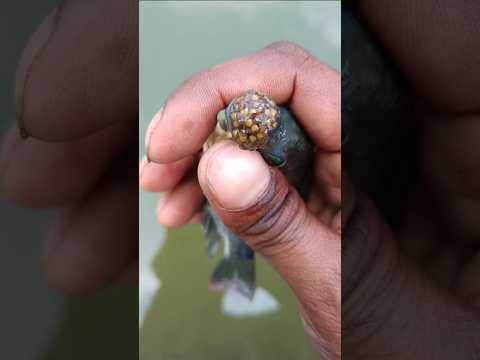 মাছটার মুখের ভেতর কতগুলো বাচ্চা🐟😲(082) bengali village fishing video || bangla fishing shots #fish