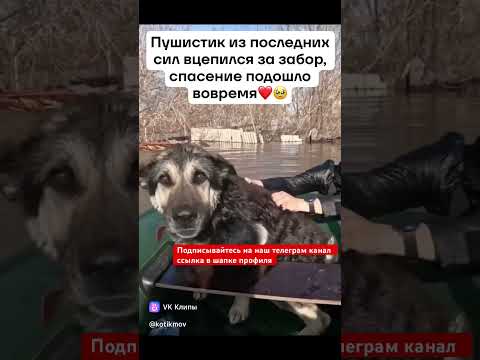 Пес держал из последних сил . Но дождался спасателей