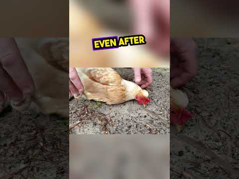 The Chicken can't believe it...😢❤️ #shorts