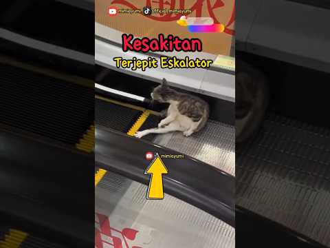 Terjepit Eskalator 😭#kucing #kucingterlucu #cat #kucinglucuterbaru