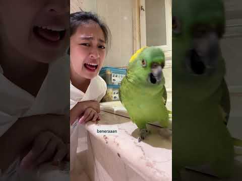 Sasha Jual Mahal