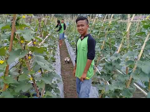 Profil SMKN 1 MANTANGAI