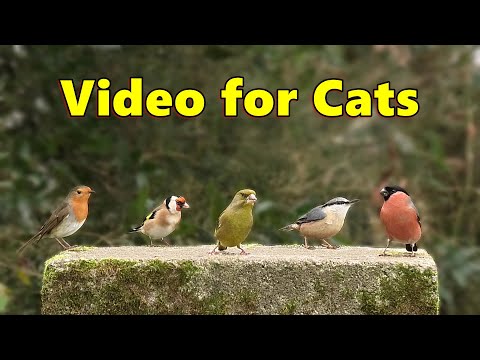 Videos for Cats to Watch ( Cat TV ) ~ Birds in England ⭐ 8 HOURS ⭐