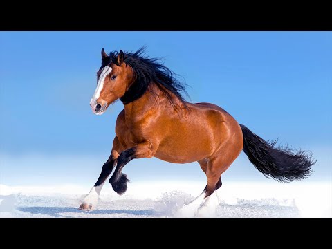 Muitas Cenas com Cavalos Acompanhadas de Músicas para Relaxar, Acalmar os Pensamentos Intrusivos