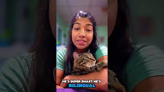 Do you have pets? #cat #catvideos #kittens #catshorts