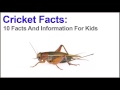 Discovering Fascinating Cricket Facts