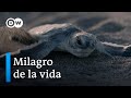 Turtle Conservation in Costa Rica