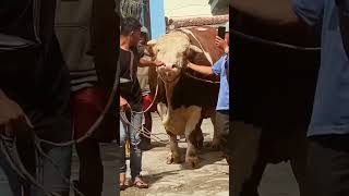 sapi super jumbo ada lawan gak kita kira #duniahewantv #sapi #sapijumbo