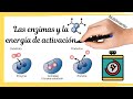Exploring Enzymes and Activation Energy
