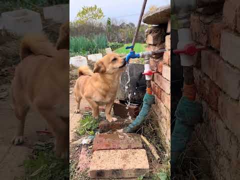 Dog looking for water to drink Cute pet debut plan Dog Golden Sun Original